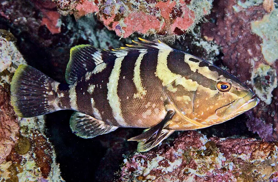 Nassau Grouper